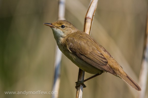 Adult Reed Warbler.Photo by Andy Morffew