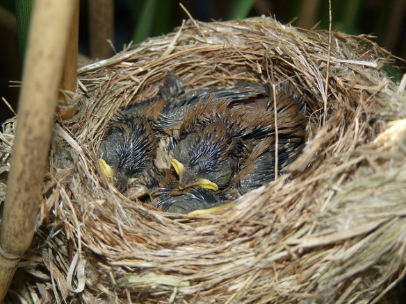 Reed Warbler chicks. This is the life.Photo by nottsexminer