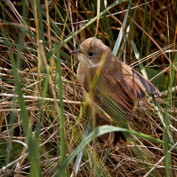 Fledgling Reed Warbler (probably - ID is not 100% certain. Fledgling something, certainly!) Photo by Mark Robinson