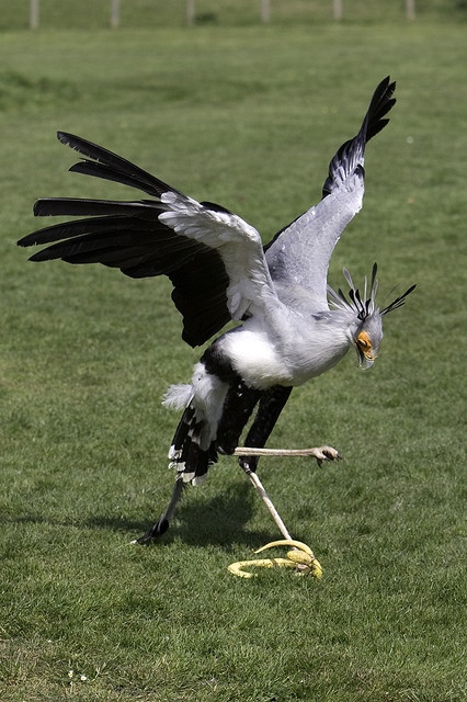 Secretarybirds kill snakes by stomping on them, then eat them.Photo by Brian Scott