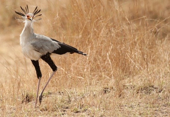 Photo by Leopard-Girl