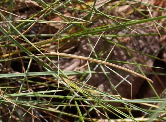 Just some grass. La-de-dah. Just… photosynthesizing over here. Growing roots. You know.(Stick insect; photo by Bill & Mark Bell.)