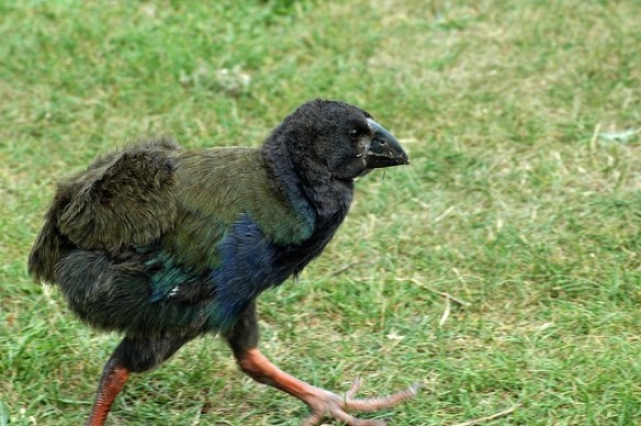 Juvenile Takahe.Photo by Peter Harrison