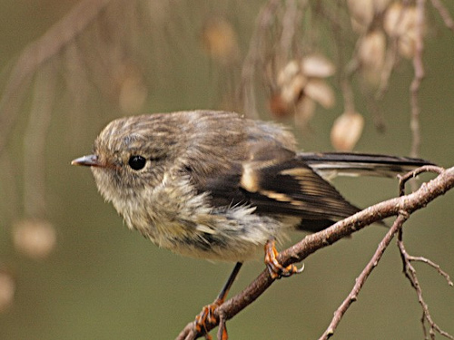 Female Tomtit. Photo by digitaltrails
