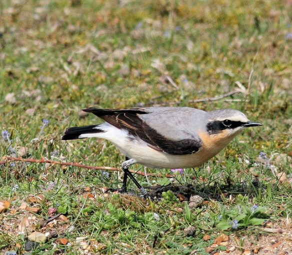 Adult Northern Wheatear hunting in the grass.Photo by Michael Bamford