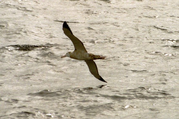 Again, the point is that I am awesome at this. Photo by anoident.