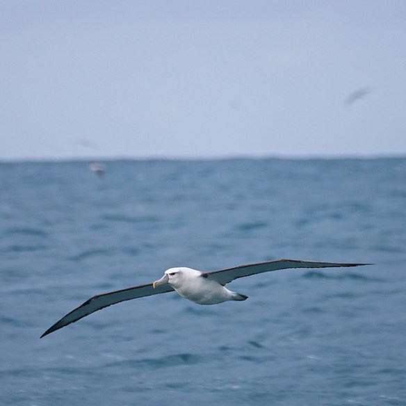 I could do this all year. Photo by Koman Tam