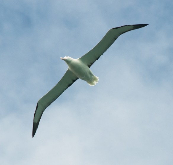 I am awesome. Photo by Tony Schneider