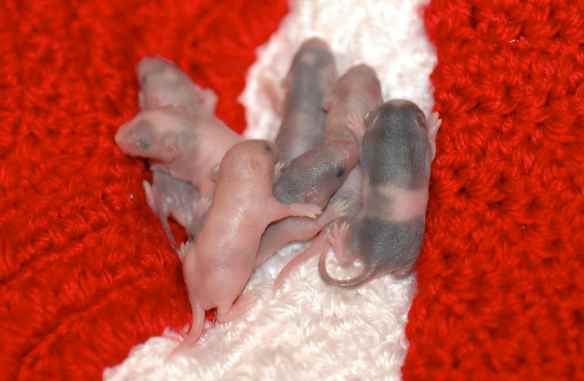 This happens. (Incidentally, doesn't this look like a mouse version of the Canadian flag?)