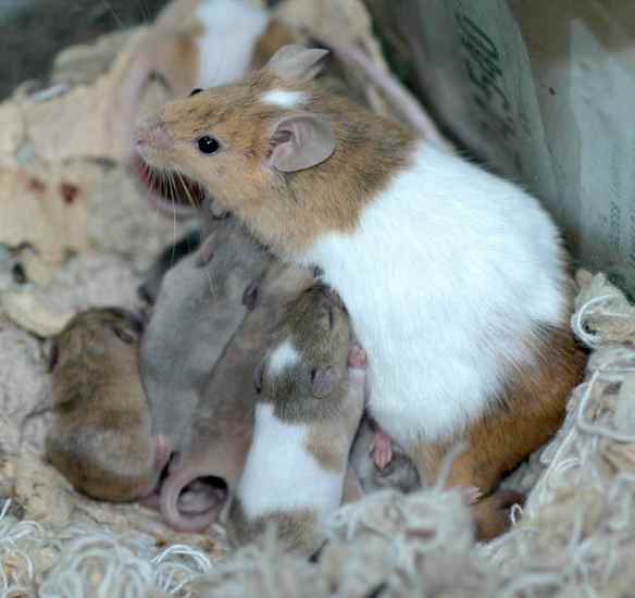 Candy Corn nursing some of the babies (not all hers)