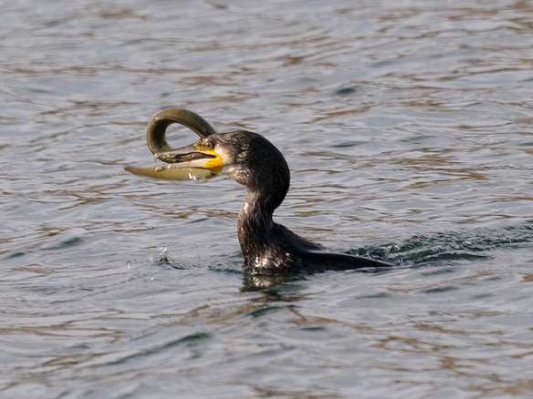 This blur looks edible. Photo by thriol.