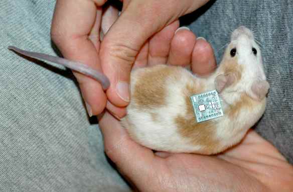 Porter with the test chip glued to his back