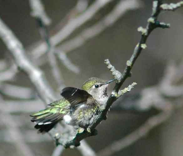hummingbird_fluffed