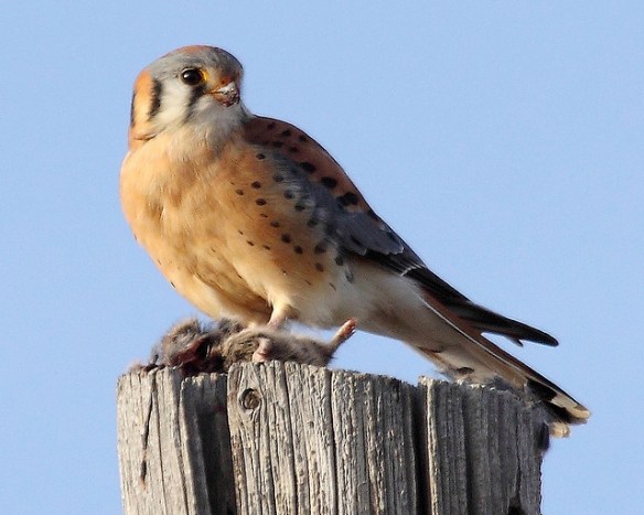 Kestrel with a captured vole. Photo by Pat Gaines