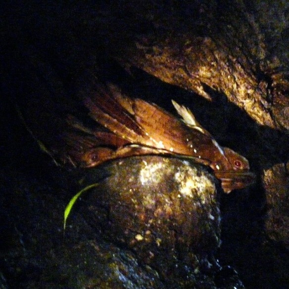 Things smaller than 20 cm aren't important enough to avoid anyway. Photo by Mike's Birds