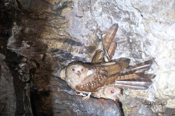 Here's a real picture. Photo by Quinten Questal