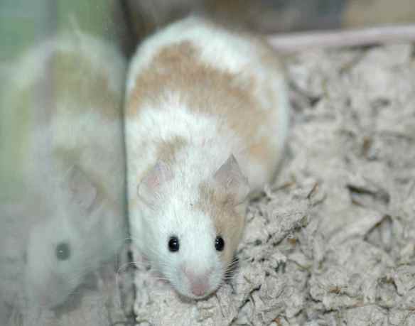 Porter was also the freelance science mouse from a few weeks ago. He owed me that.