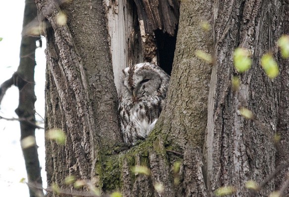 Tawny Owl. Photo by Sergey Yeliseev