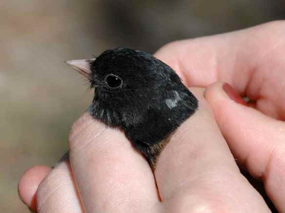 GILA had an unusual white feather on the back of his head.
