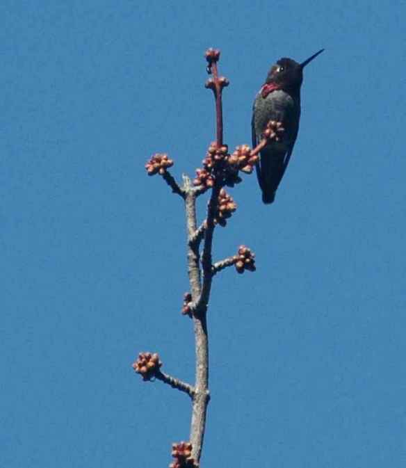 Anna's Hummingbird…