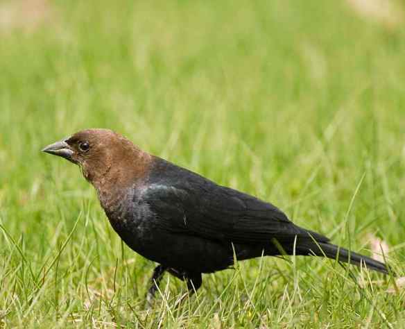 What Zed will look like when he grows up, if he is indeed a "he." Photo by M. LaBarbera