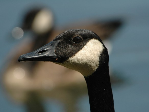 Photo by M. LaBarbera