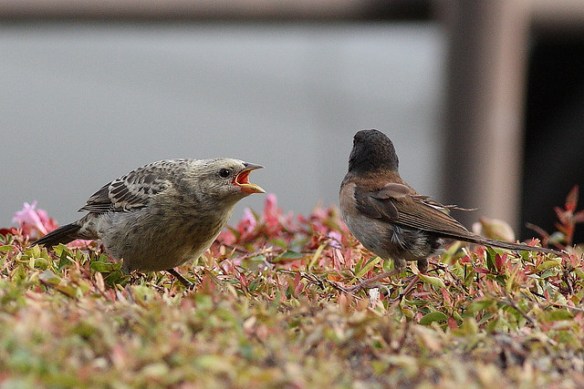 Cowbird fledgling (older than Zed) begging from its junco foster parent. Photo by Flavio M. Rose