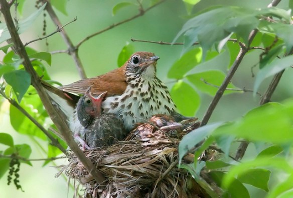 Cowbird nestling (left) with Wood Thrush foster mom and nestlings. Photo by Kelly Colgan Azar