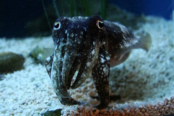 That was uncalled for. Photo by Tom Olliver