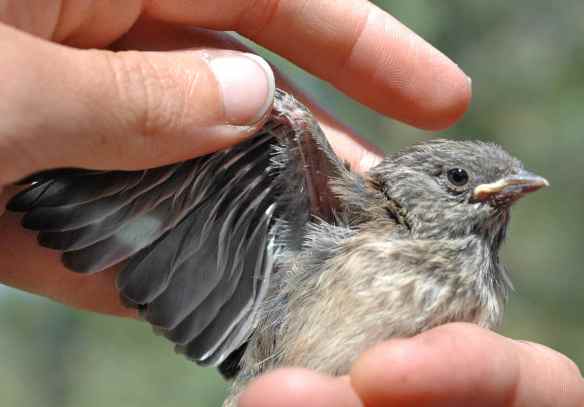 BABE's wing feathers are mostly out of their sheaths