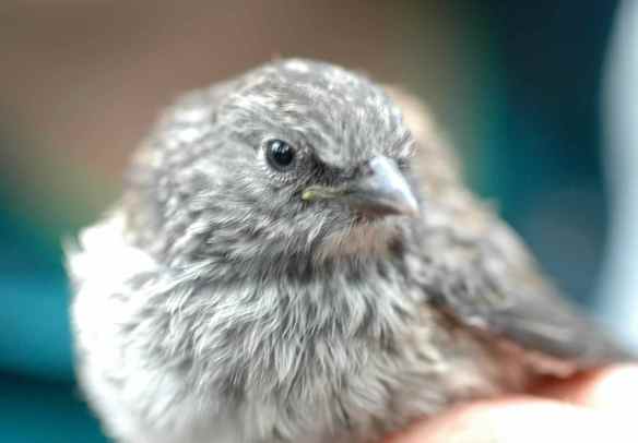 Older fledgling KEAR