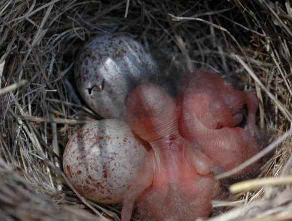 Hint: look at the top egg...