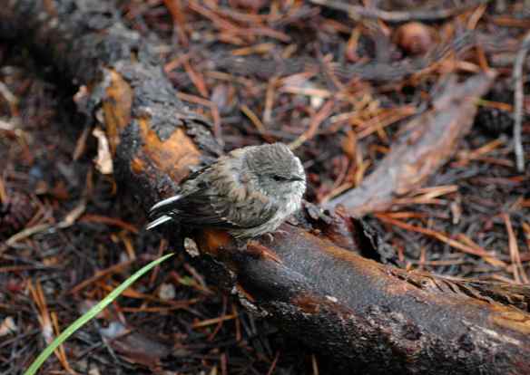 RONA being released. After this was taken, she found her parents and was fed.