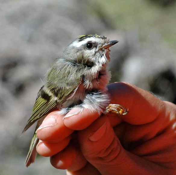 Wow you're a big animal.