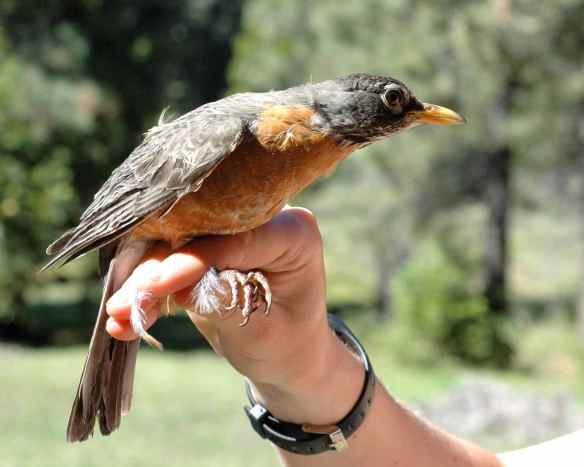 Maybe if I stretch out horizontally, it will think I'm a twig and let go of me.