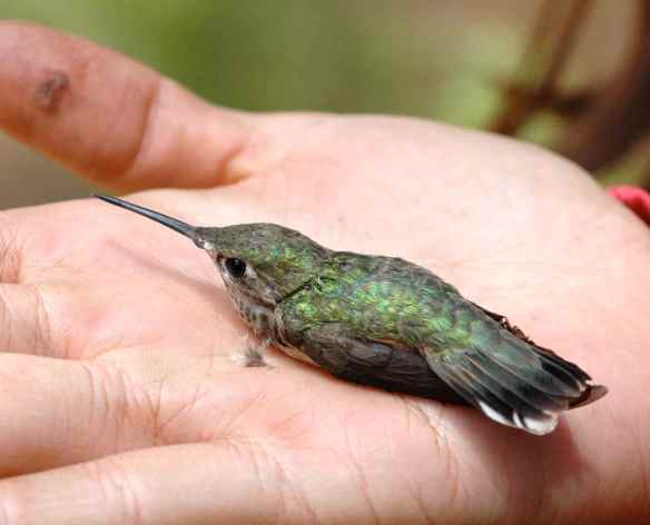 b2013-2_hummingbird2