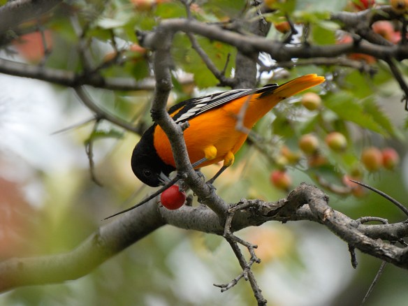 That berry may contain carotenoids to help this Baltimore Oriole stay orange. Photo by M. LaBarbera