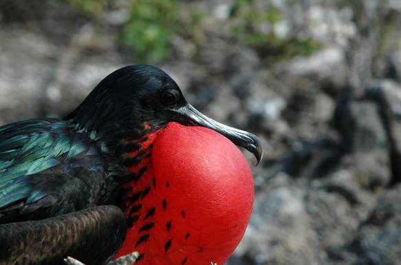 Male Great Frigatebirds show off with bright carotenoid-red throat patches and structural iridescence on their bodies. Photo by M. LaBarbera