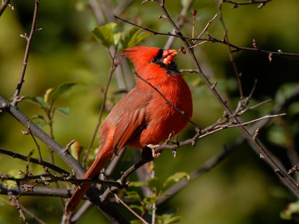 This male Northern Cardinal's bright red advertises his foraging prowess. Photo by M. LaBarbera