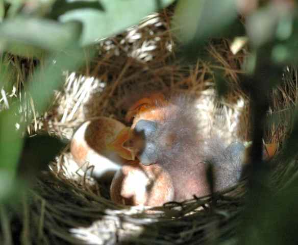 AMLE's nest