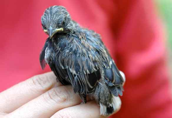 Junco fledgling AGYL thinks that is too many things to do at once.