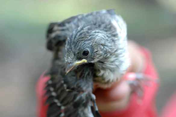 Junco fledgling MAII illustrates the awkwardness via interpretive dance.