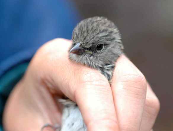 Older junco fledgling RONA