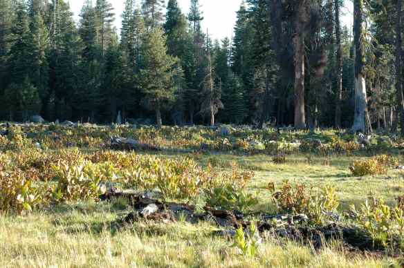 2013_mammals_landscape