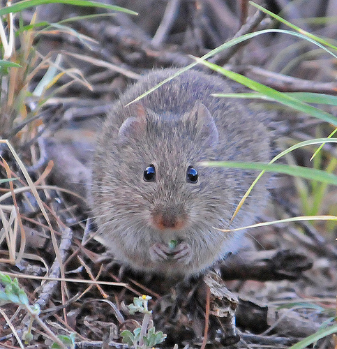Cotton rat. Photo by Jerry Oldenettel
