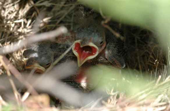 The chick on top seems to be winning the gaping-the-highest competition here, but his sibling wasn't about to let THAT happen. The lower chick tried to stand up...