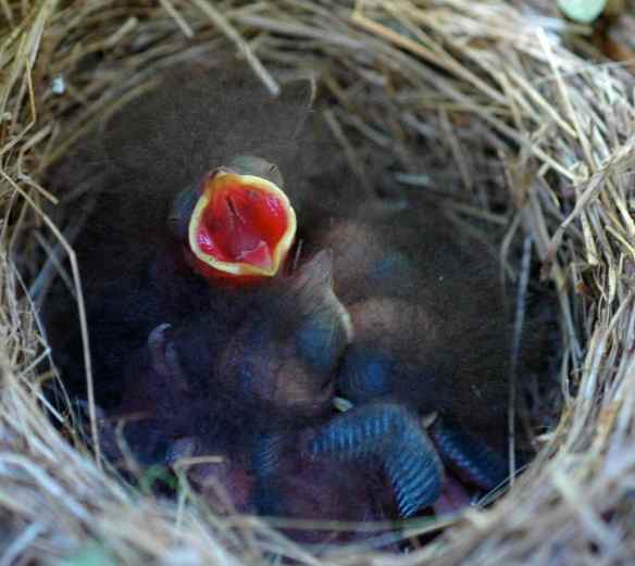 SEAL and NORA's chicks