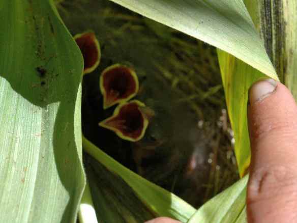 SEAL's and NORA's chicks all gaping