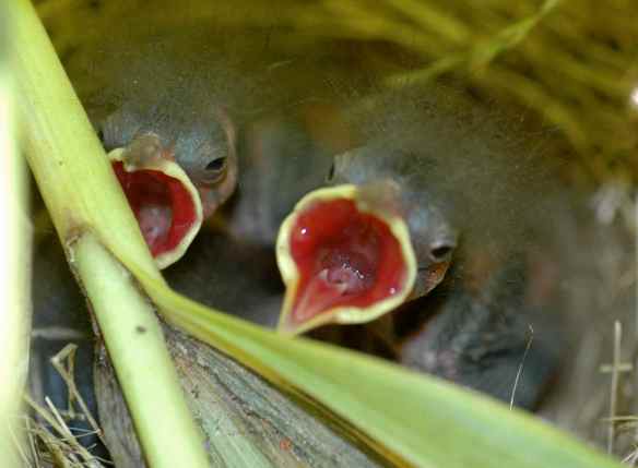 Closer view of two of them.