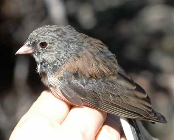 AGGI. His back looks adult, and his bill is pink.